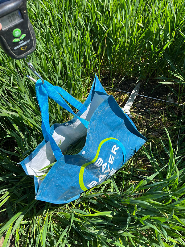 Vejning af hvedeplanter